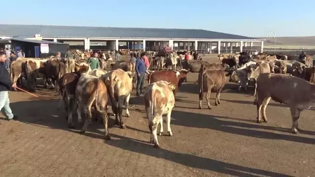 Canlı hayvan pazarında hareketlilik