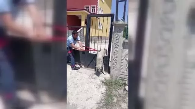 Demir kapının parmaklıklarında sıkışan köpek kurtarıldı