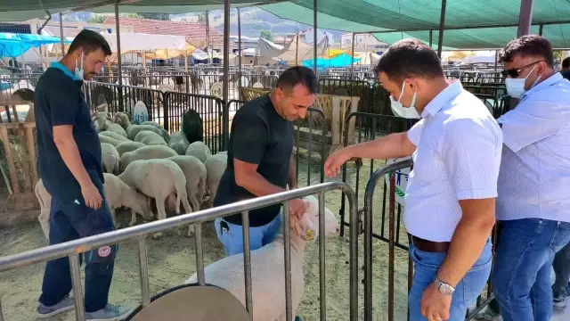 Hayvan pazarında denetim