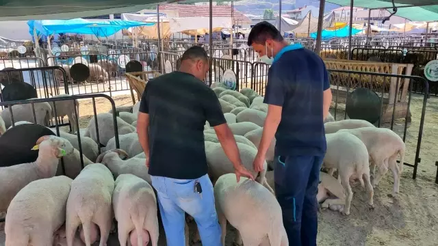 Hayvan pazarında denetim