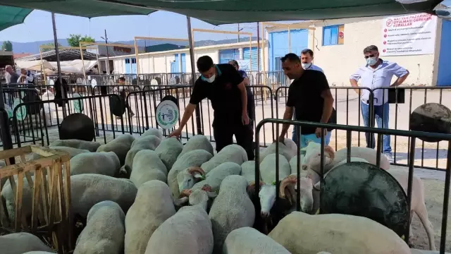Hayvan pazarında denetim