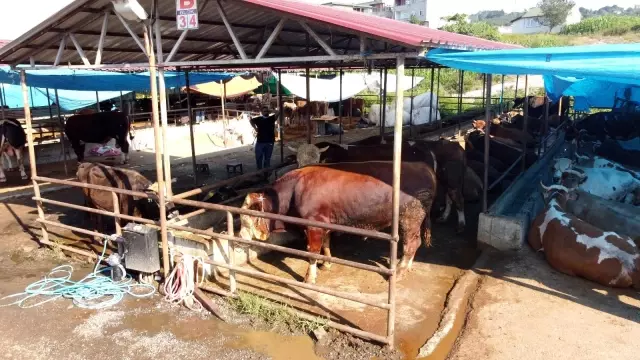 İkiz boğalar pazarın gözdesi oldu