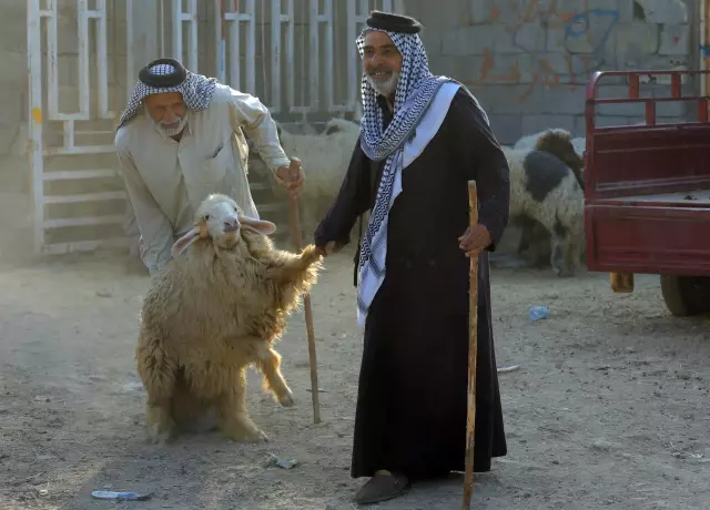 Irak'ta Kovid-19 ölümleri kurbanlık satışlarını artırdı Irak'ta Kovid-19 ölümleri kurbanlık satışlarını artırdı