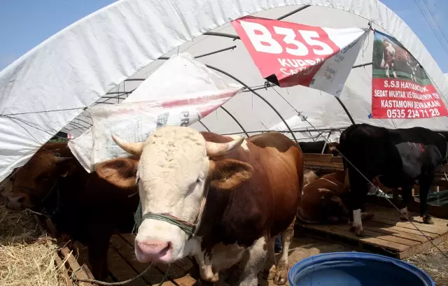 Kurban pazarlarındaki hareketlilik devam ediyor