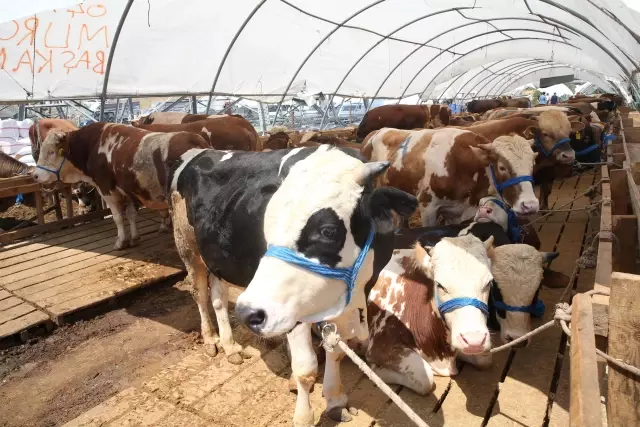 Kurban pazarlarındaki hareketlilik devam ediyor
