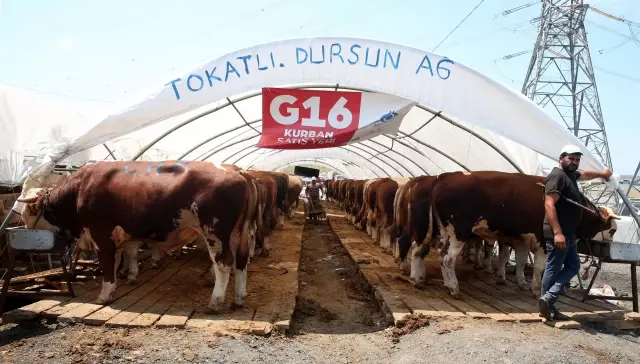 Kurban pazarlarındaki hareketlilik devam ediyor
