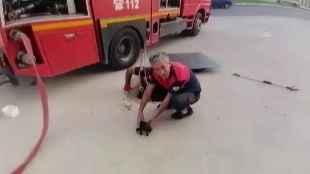 İtfaiye ekipleri kanalizasyona düşen köpek yavrusu için seferber oldu