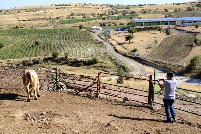 Kahramankazan'da kurbanlık timi göreve hazır