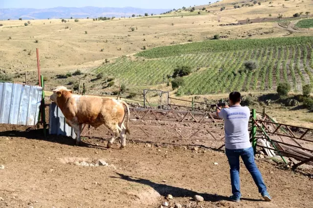 Kahramankazan'da kurbanlık timi göreve hazır
