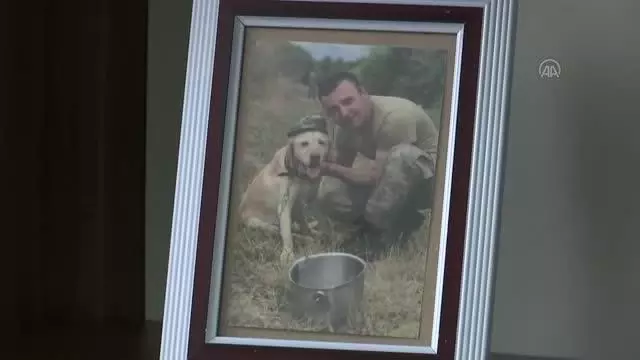 Son dakika haberi! KAHRAMANMARAŞ - Oğullarını şehit verdikleri saldırıda gazi olan görev köpeği Atmaca'yı sahiplendiler