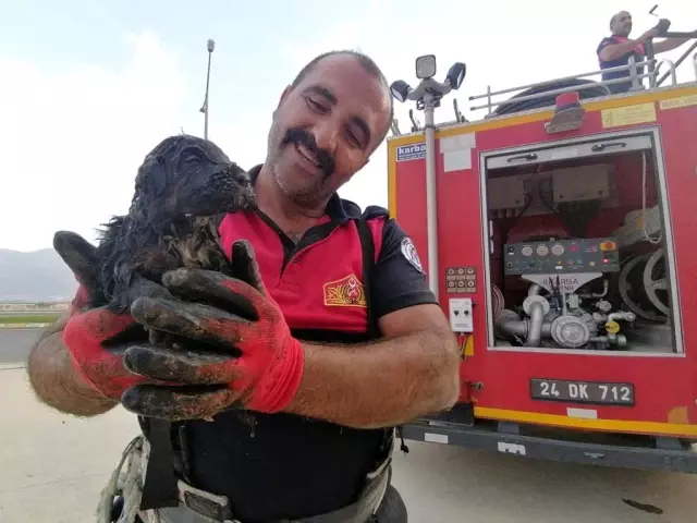 İtfaiye ekipleri kanalizasyona düşen köpek yavrusu için seferber oldu İtfaiye ekipleri kanalizasyona düşen köpek yavrusu için seferber oldu