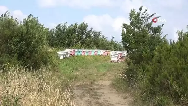 Kestane balı hasadı başlandı Kestane balı hasadı başlandı