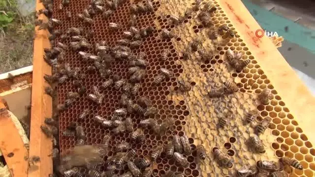 Kestane balı hasadı başlandı
