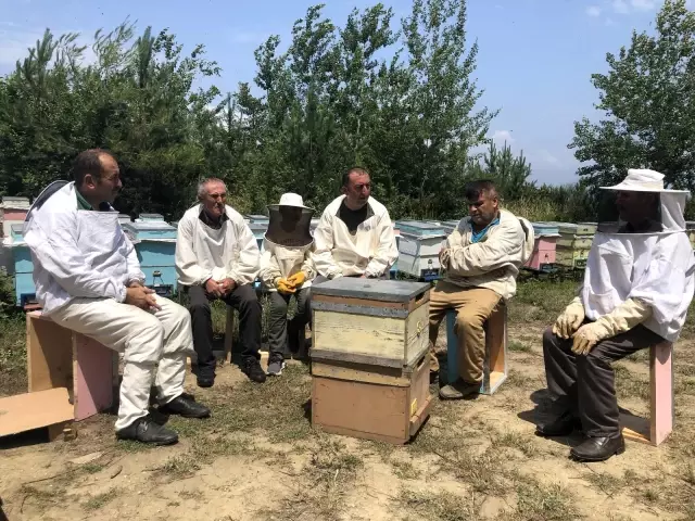 Kestane balı hasadı başlandı