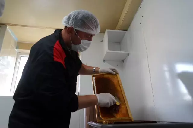 Kestane balı hasadı başlandı