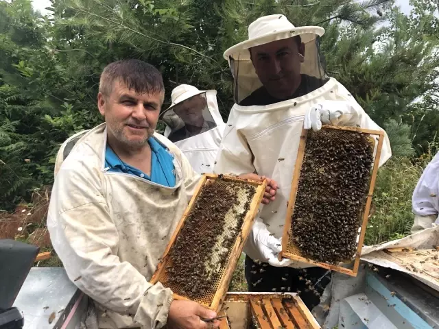 Kestane balı hasadı başlandı