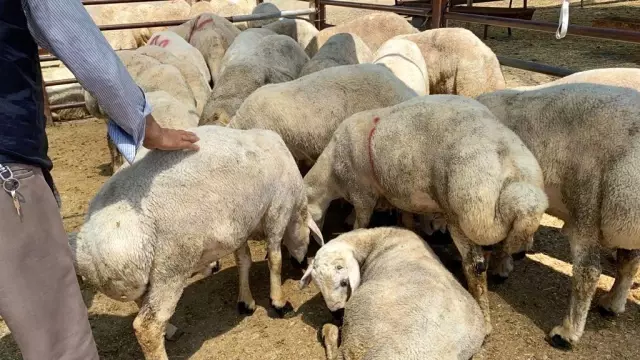 Kurbanlık satışlarının iyi olması besicileri sevindiriyor Kurbanlık satışlarının iyi olması besicileri sevindiriyor