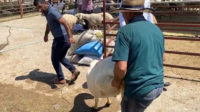 Kurbanlık satışlarının iyi olması besicileri sevindiriyor