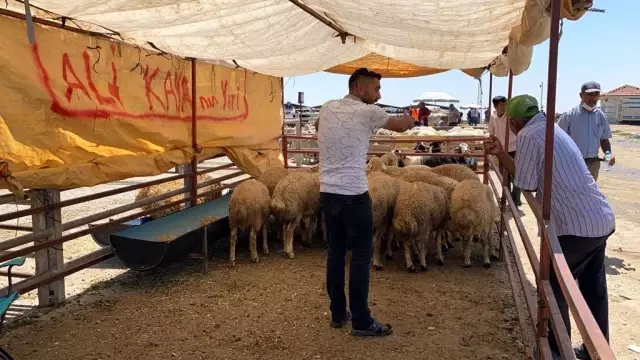 Kurbanlık satışlarının iyi olması besicileri sevindiriyor