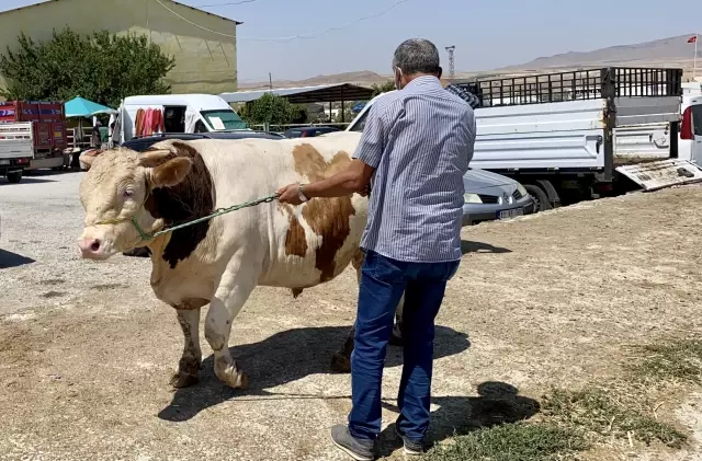 Kurbanlık satışlarının iyi olması besicileri sevindiriyor