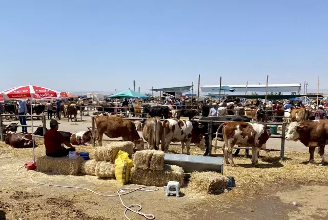 Kurbanlık satışlarının iyi olması besicileri sevindiriyor