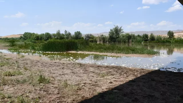 Son dakika haberi! Kızılırmak'taki balık ölümlerinin 'sudaki oksijen yetersizliği'nden kaynaklandığı belirlendi
