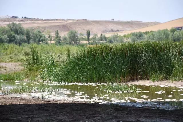 Son dakika haberi! Kızılırmak'taki balık ölümlerinin 'sudaki oksijen yetersizliği'nden kaynaklandığı belirlendi