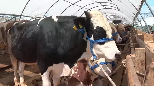 Kurban pazarlarındaki hareketlilik devam ediyor