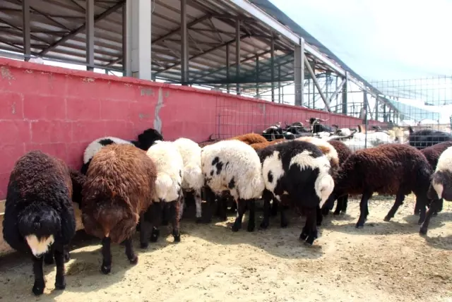 Kurbanlar için 'kol koparan' pazarlıklar
