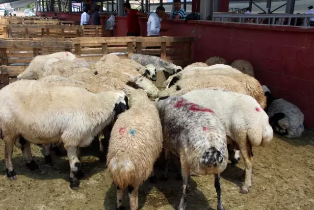 Kurbanlar için 'kol koparan' pazarlıklar