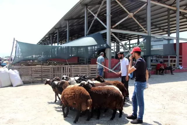 Kurbanlar için 'kol koparan' pazarlıklar
