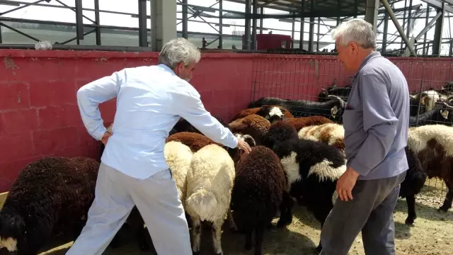 Kurbanlar için 'kol koparan' pazarlıklar