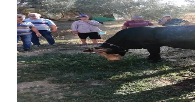 Kurbanlık dana kuyuya düştü
