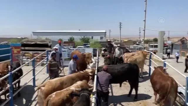 Kurbanlık satışlarının iyi olması besicileri sevindiriyor