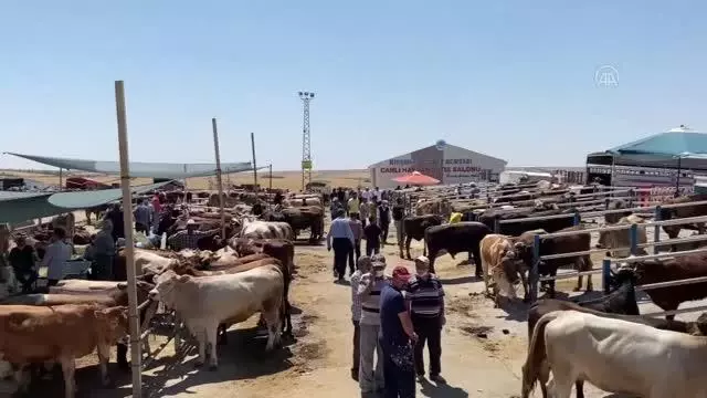 Kurbanlık satışlarının iyi olması besicileri sevindiriyor