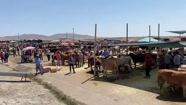 Kurbanlık satışlarının iyi olması besicileri sevindiriyor