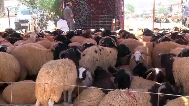 Libya'da ekonomik sıkıntılar kurbanlık piyasasını da etkiliyor (2)