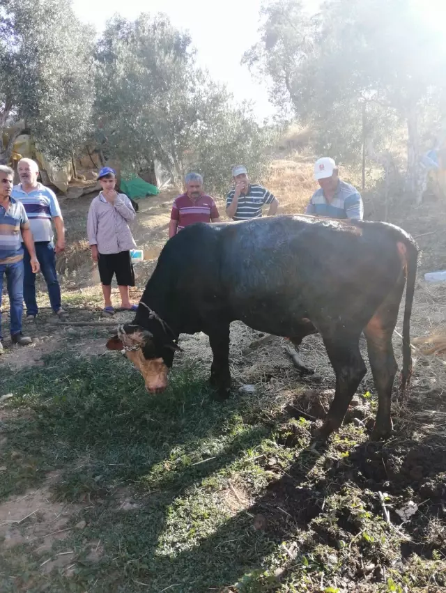 Kuyuya düşen inek itfaiye ekiplerince kurtarıldı