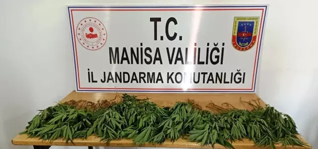 Sarıgöl'de ormanlık alanda 60 kök kenevir ele geçirildi