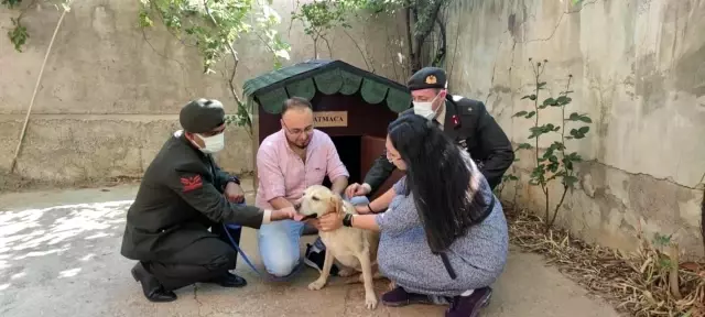Son dakika haberi! KAHRAMANMARAŞ - Oğullarını şehit verdikleri saldırıda gazi olan görev köpeği Atmaca'yı sahiplendiler