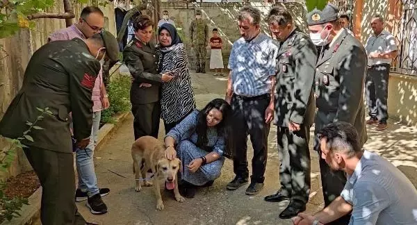 Son dakika haberi! KAHRAMANMARAŞ - Oğullarını şehit verdikleri saldırıda gazi olan görev köpeği Atmaca'yı sahiplendiler