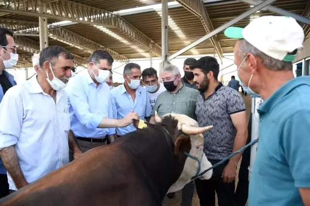 Vali Çiftçi ve Başkan Aşgın'dan hayvan pazarında inceleme
