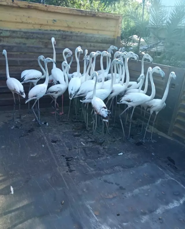 Yasadışı yollardan ele geçirdikleri flamingoların kanatlarını kesmişler
