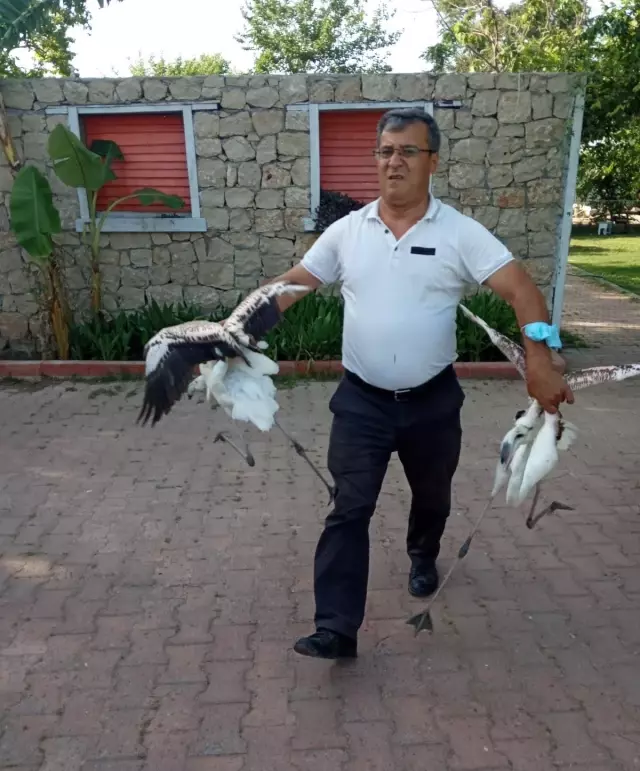 Yasadışı yollardan ele geçirdikleri flamingoların kanatlarını kesmişler