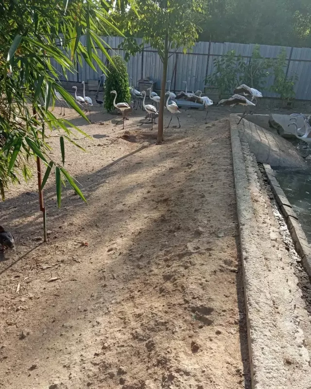 Yasadışı yollardan ele geçirdikleri flamingoların kanatlarını kesmişler