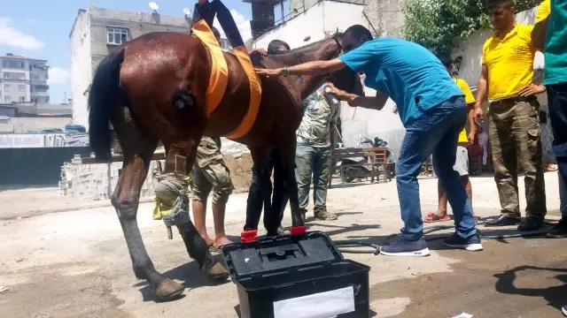 Yol ortasındaki yaralı at başarılı operasyonla kurtarıldı