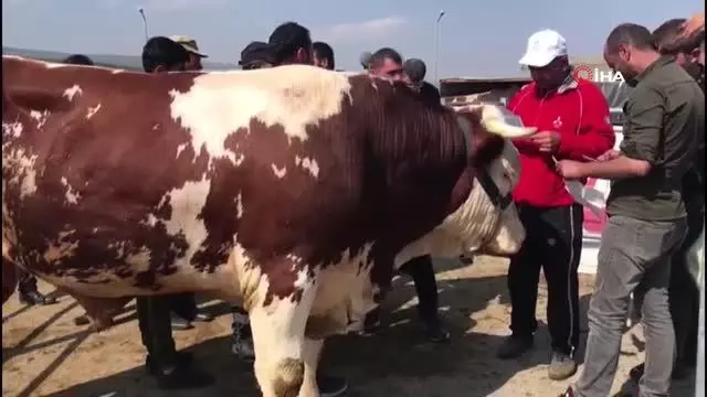 1 tonluk boğa 21 bin liraya satıldı 1 tonluk boğa 21 bin liraya satıldı