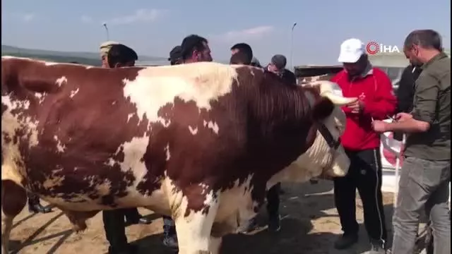 1 tonluk boğa 21 bin liraya satıldı