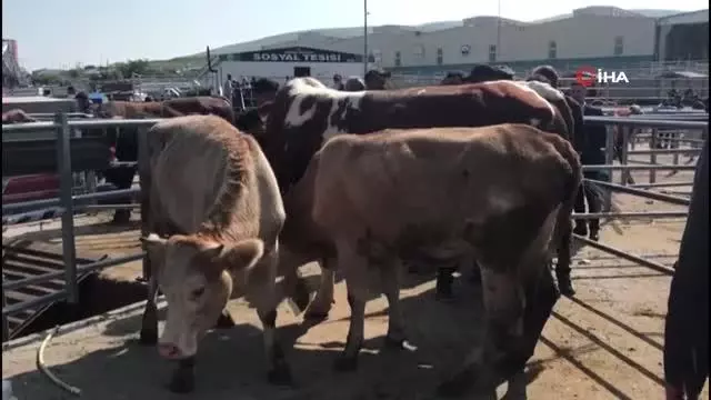 1 tonluk boğa 21 bin liraya satıldı