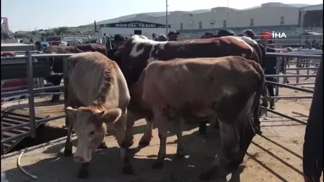 1 tonluk boğa 21 bin liraya satıldı